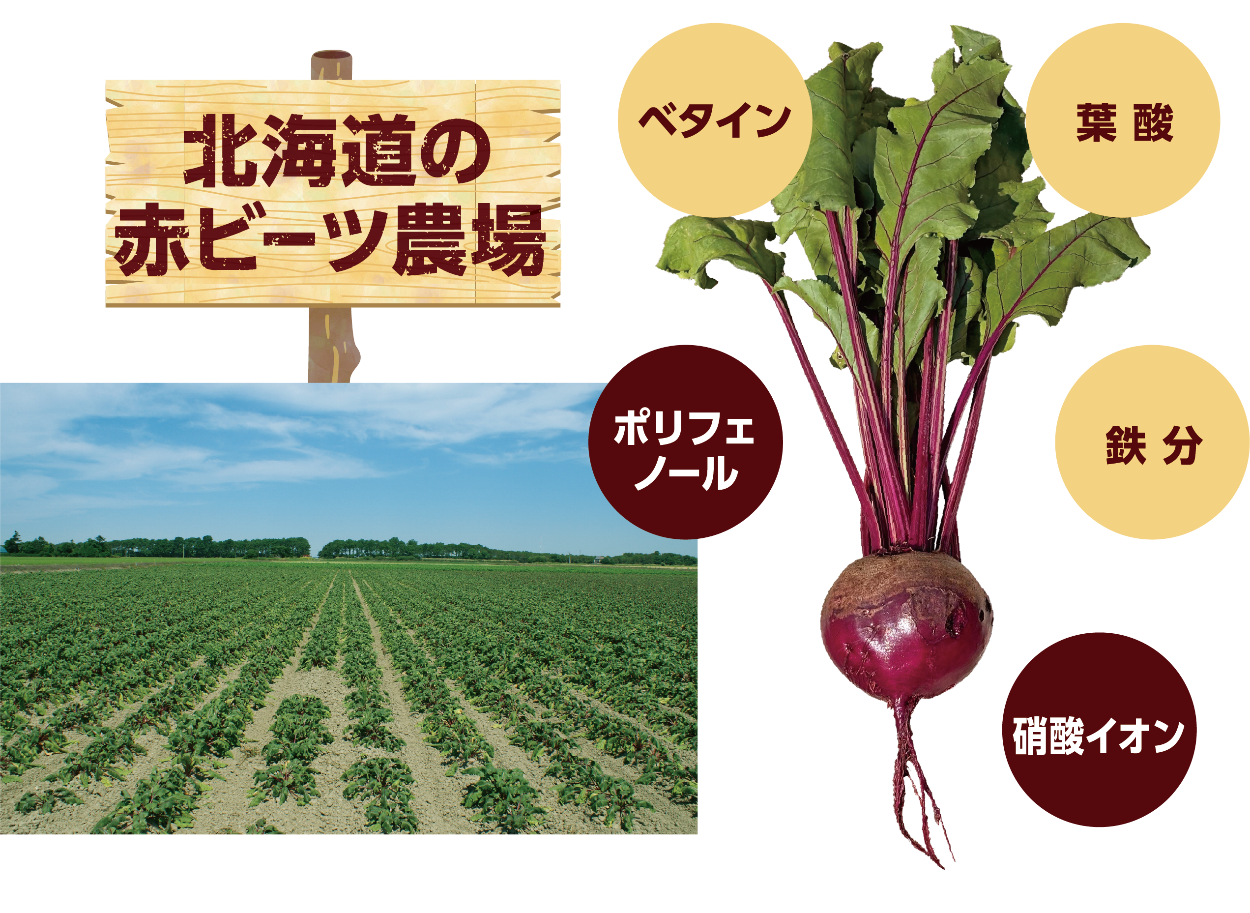 北海道産赤ビーツ